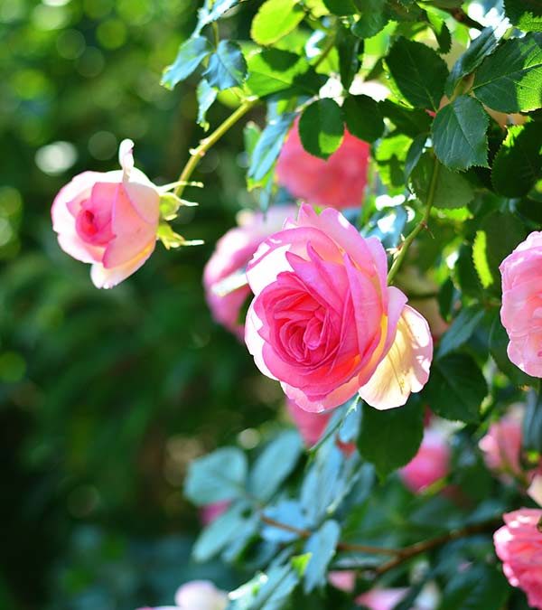 Gardening in July