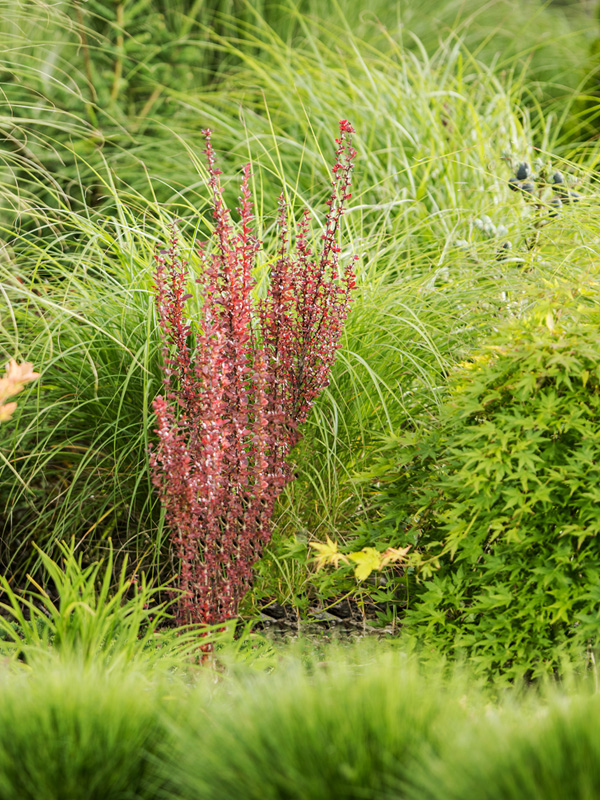 Garden Centre Plants