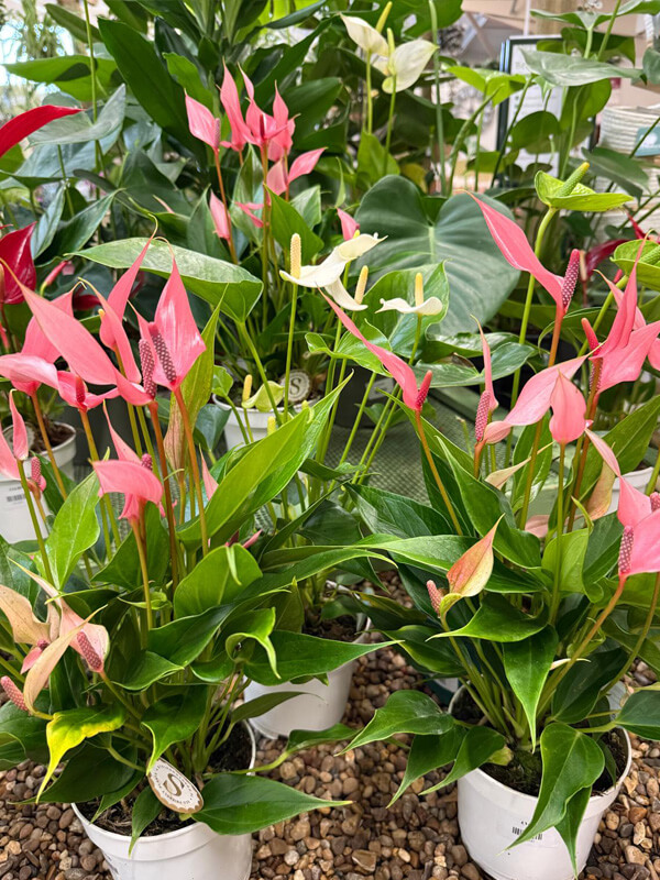 Flowering Houseplants