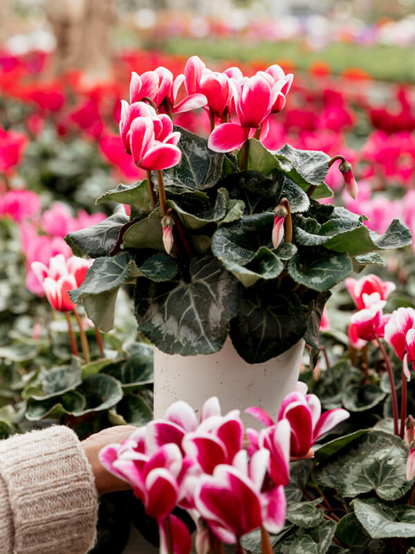 Seasonal Houseplants