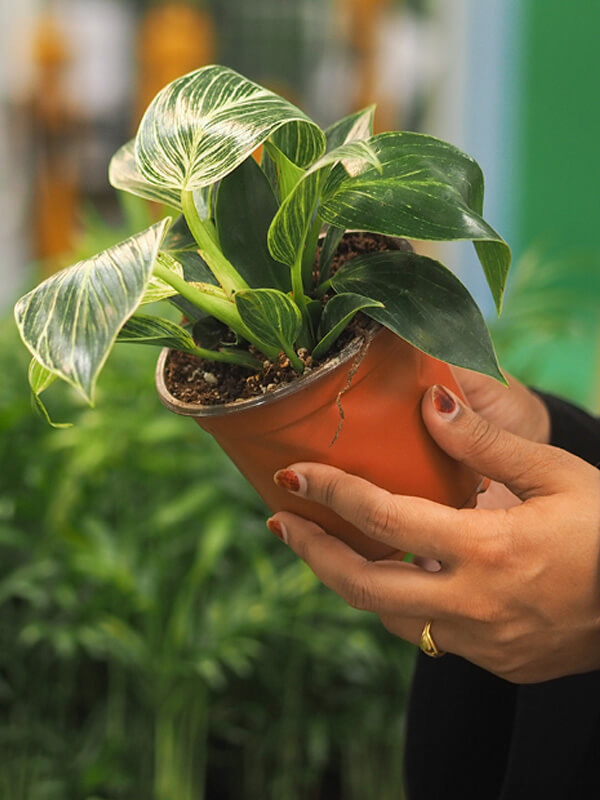 Collect reward points